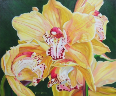 Majestic Splendour – Yellow orchid